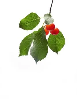 Ripe cherry fruit closeup isolated on a white background Stock Photos