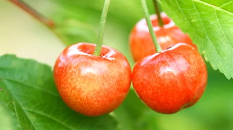 Ripe cherry fruit on the tree Stock Footage 48577209
