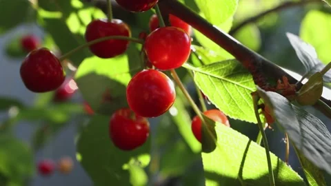 Ripe cherry on a fruit tree in the garden close-up. Harvest berries Stock Footage 155816738