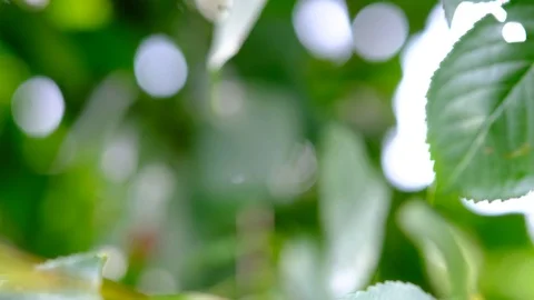Ripe cherry in the garden Stock Footage 112785637