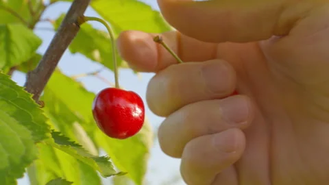A ripe cherry is hanging on a tree, and a man plucks it with his hand. Stock Footage 276859208