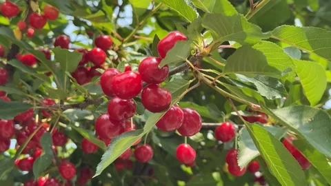 Ripe Cherry Harvest Stock Footage 313656021