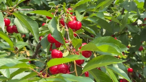 Ripe Cherry Harvest Stock Footage 313867601