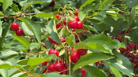 Ripe Cherry Harvest Stock Footage 313867606