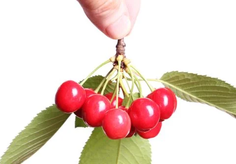 Ripe cherry isolated Stock Photos