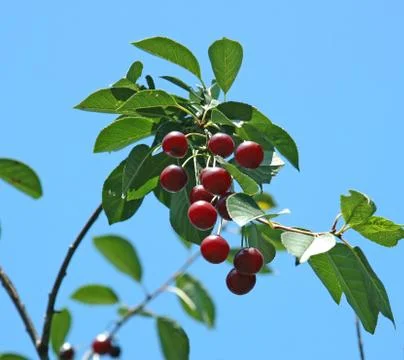Ripe cherry Stock Photos