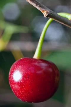 Ripe cherry Stock Photos