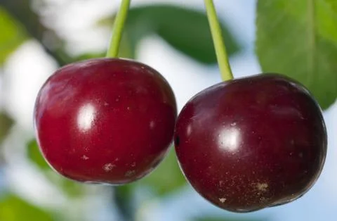 Ripe cherry Stock Photos