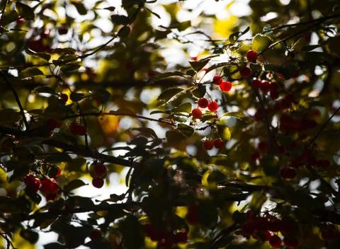 Ripe cherry Stock-Fotos