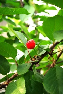 Ripe cherry Stock Photos