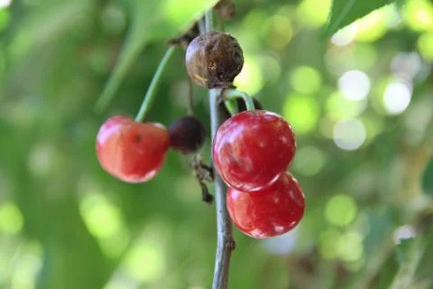 Ripe cherry Stock-Fotos