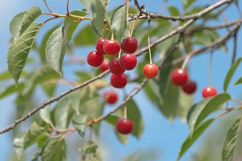 Ripe  cherry Stock Photos