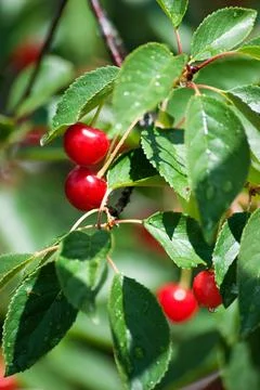 Ripe cherry Stock Photos