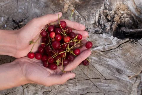 Ripe cherry Stock Photos