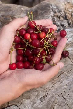 Ripe cherry Stock Photos
