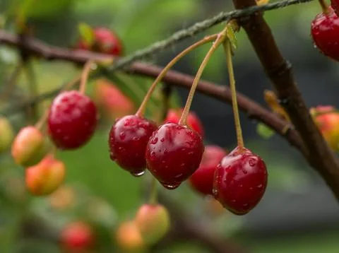 Ripe cherry Stock Photos