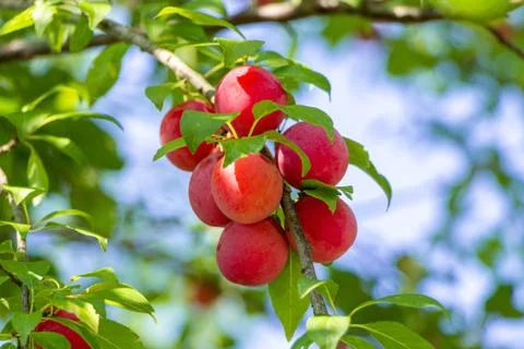 Ripe cherry plum on a tree branch. Stock Photos