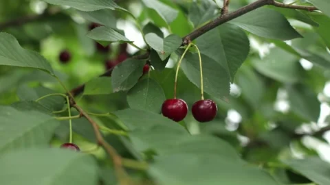 Ripe cherry, red berry. A tree with cherries. Green tree with leaves. Stockbeeldmateriaal 246331943