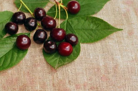 Ripe cherry on the rough fabric as the background Stock Photos