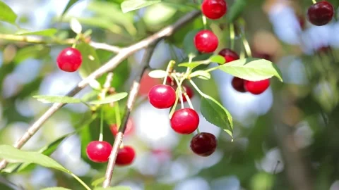 Ripe cherry sways in the wind against a background of green leaves. Harvesting. Stock Footage 132251459