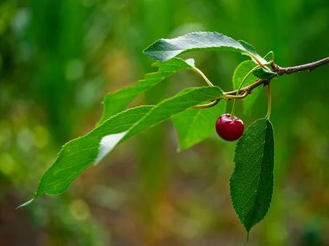 A ripe cherry on a thin stem, connected to a twig Stock Photos