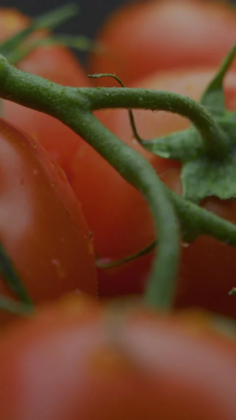 Ripe cherry tomatoes on a branch vertical video 스톡 동영상 310955841