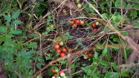 Ripe cherry tomatoes, a bush of cherry tomatoes fell to the ground Stock Footage 141054741