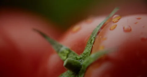 Ripe cherry tomatoes with a dripping drop of macro water 스톡 동영상 310957010