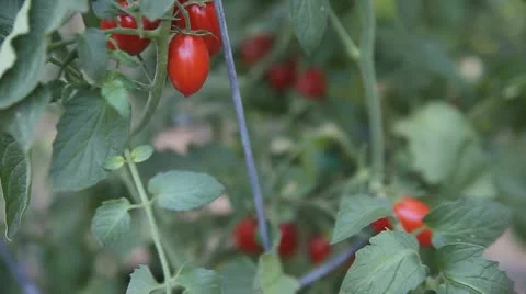 Ripe cherry tomatoes 스톡 동영상 21982030