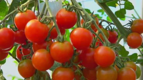 Ripe cherry tomatoes hanging on a branch Stock Footage 88680333