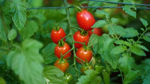 Ripe Cherry Tomatoes on the Vine in Cottage Garden - tracking shot right to left 動画素材 106034332