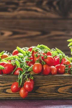 Ripe cherry tomatoes on the vine, sparkle with water droplets and run out of a Stock Photos