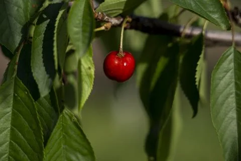 Ripe Cherry on the Tree 1 Stock Photos