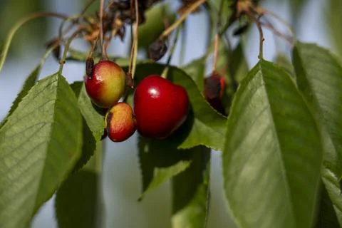 Ripe Cherry on the Tree 2 Stock Photos
