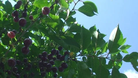 Ripe cherry on the tree on blue sky background Vídeos de archivo 78559703