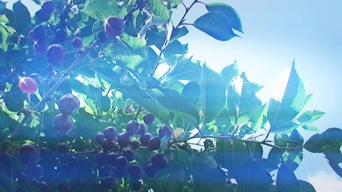 Ripe cherry on the tree on blue sky background Vídeos de archivo 78560383