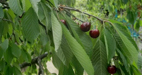 Ripe cherry on a tree branch in close-up Stock Footage 199945276