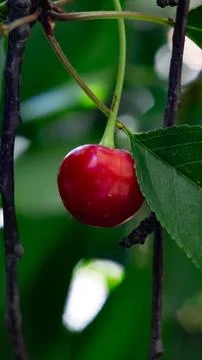 Ripe Cherry on Tree Branch Close-Up Stock Photos
