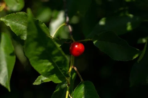 Ripe cherry on a tree branch Foto stock
