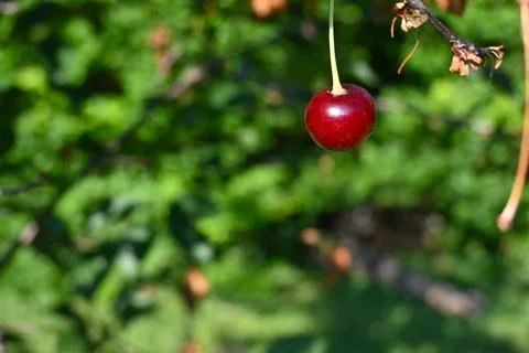 Ripe Cherry on Tree Close-Up, Natural Fruit Growth Concept Stockfoto's