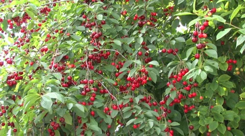 Ripe Cherry Tree Stock Footage 959119