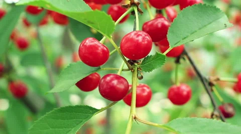 Ripe cherry on tree Stock Footage 51394780
