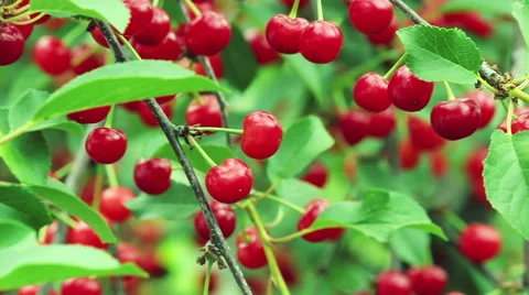 Ripe cherry on tree Stock Footage 51394842