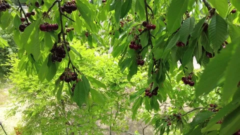 Ripe cherry on a tree Video stock 199952491