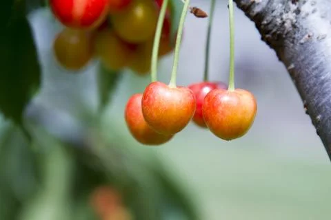 Ripe cherry on a tree Stock Photos