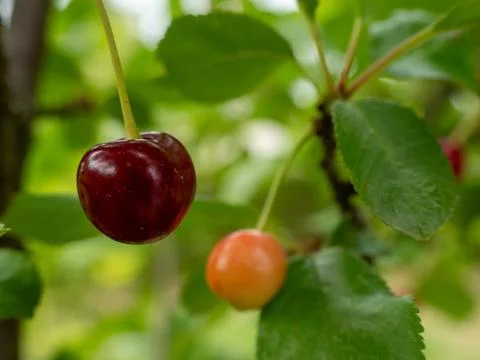 Ripe cherry on the tree. Stock Photos