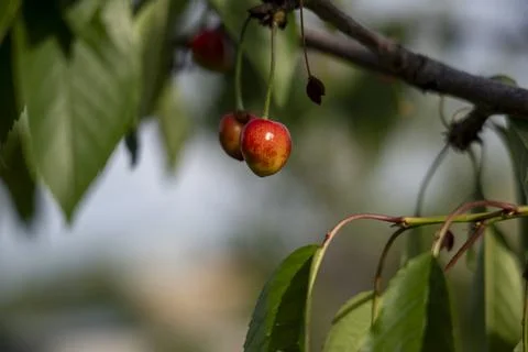 Ripe Cherry on the Tree Stock Photos