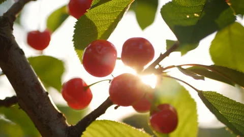 Ripe cherry on a tree in the rays of the sun.organic ripe cherries Stock Footage 108769748