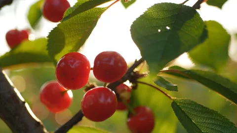 Ripe cherry on a tree in the rays of the sun.organic ripe cherries Stock Footage 108771586