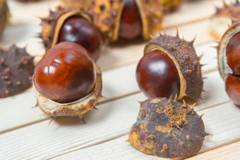 Ripe chestnut nuts in prickly shell close up on light wooden background for y Stock Photos
